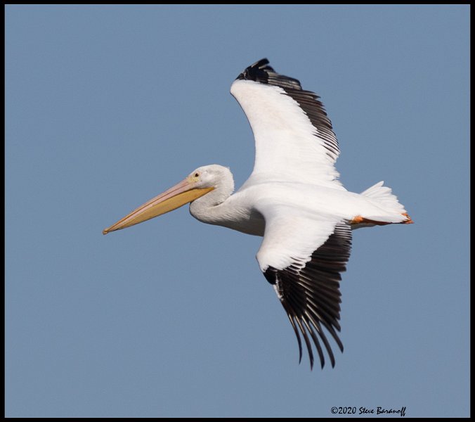 _0SB0281 american white pelican.jpg